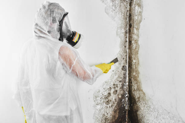 Best Emergency Mold Remediation in Lakeview, OR