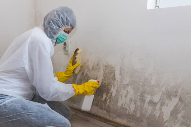 Best Health and Safety Mold Remediation in Lakeview, OR