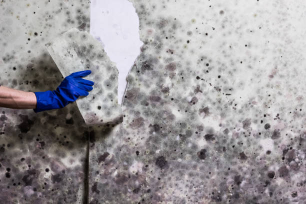 Best Localized Mold Remediation (e.g., coastal areas, humid climates) in Lakeview, OR